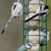 mangeoire pour graisses avec mésanges bleues
