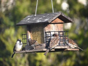 mangeoire suspendue avec oiseaux