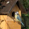 mésange bleue avec une chenille dans son bec et sur un nichoir