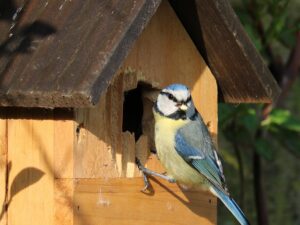 mésange bleue avec une chenille dans son bec et sur un nichoir