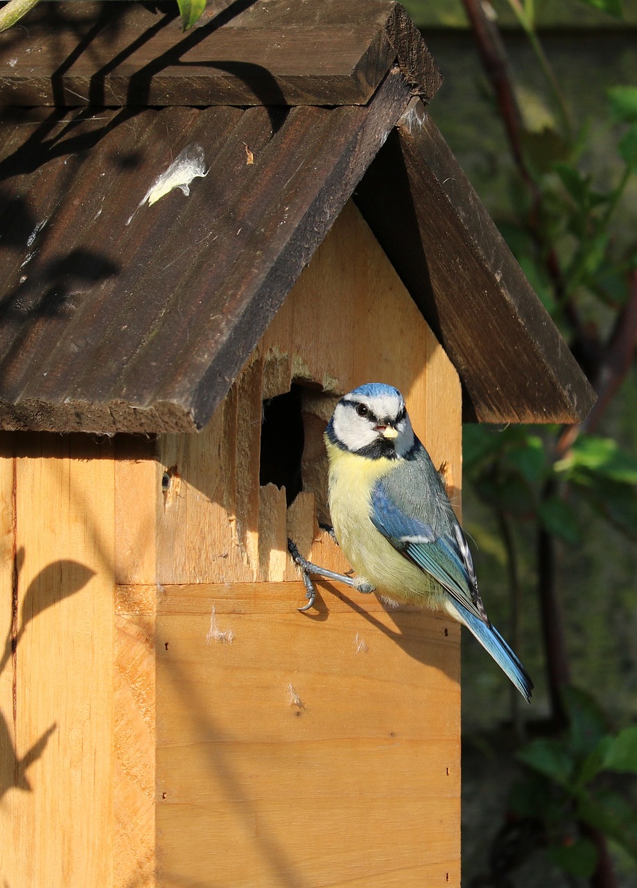 mésange bleue avec une chenille dans son bec et sur un nichoir