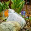 rouge gorge dans un jardin
