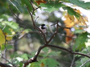 mésange tête noire dans un arbre