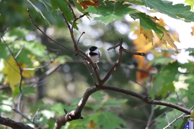 mésange tête noire dans un arbre