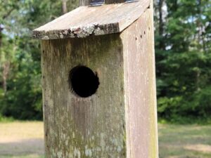 nichoir pour oiseaux sauvages