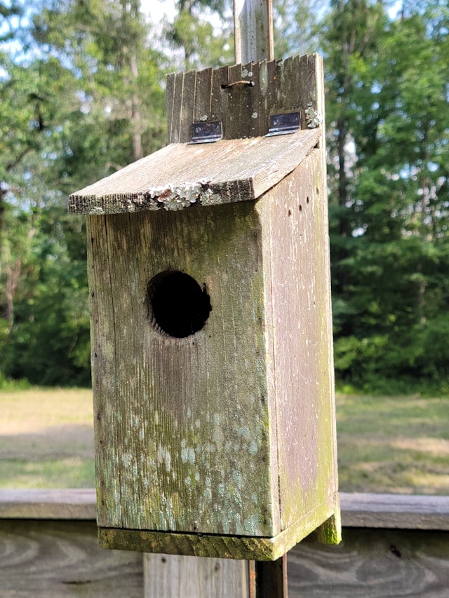 nichoir pour oiseaux sauvages